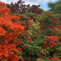 Algorhythm - Single - Cloudy Frost