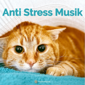 Anti Stress Musik für Katzen | Beruhigungsmusik für Böller und Feuerwerk an Silvester