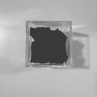 Porcelain &amp; Pain - Steven Rodriguez Cover Art