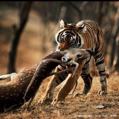 Tigers - Single