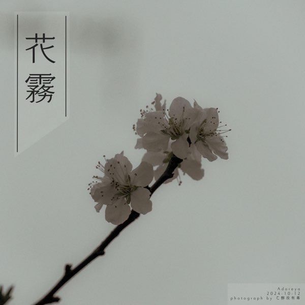 ꧁蝶よ花よ..恋桜.*ೄ ❀´-꧂✨ 蝶よ花よ..恋桜.*ೄ ❀´-꧂様専用✨（白昼夢、結んだ言葉は花束