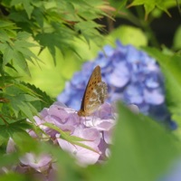 Scarlet & Violet - Single - eva gomi tenshi