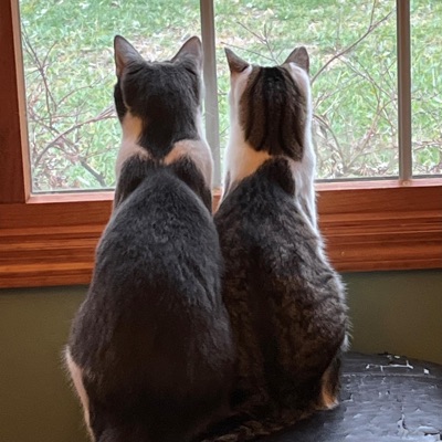 you said "forever" - Single