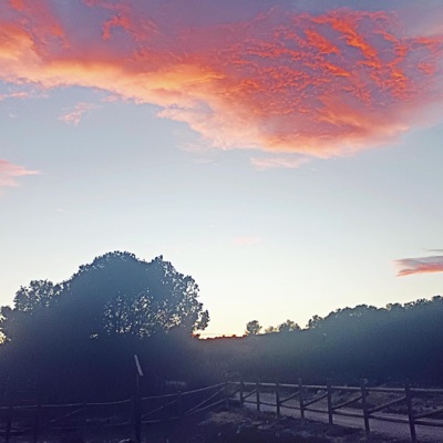 Homeostasis (Prod. DJ Eris Tsubasa) (feat. Merkurio Se Muere) - Single