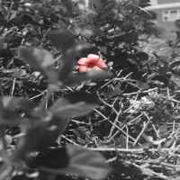 A cycle - Single - Nonexistnt