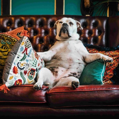 Couch Surfing (feat. TonyBumps) - Single