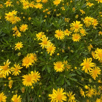 Dami Ko Pa Dito - Single