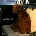 I Really Love that Woman, I Love Everything She Does - delicate