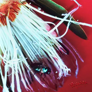 Paradise (パラダイス) - harachan: Song Lyrics, Music Videos & Concerts