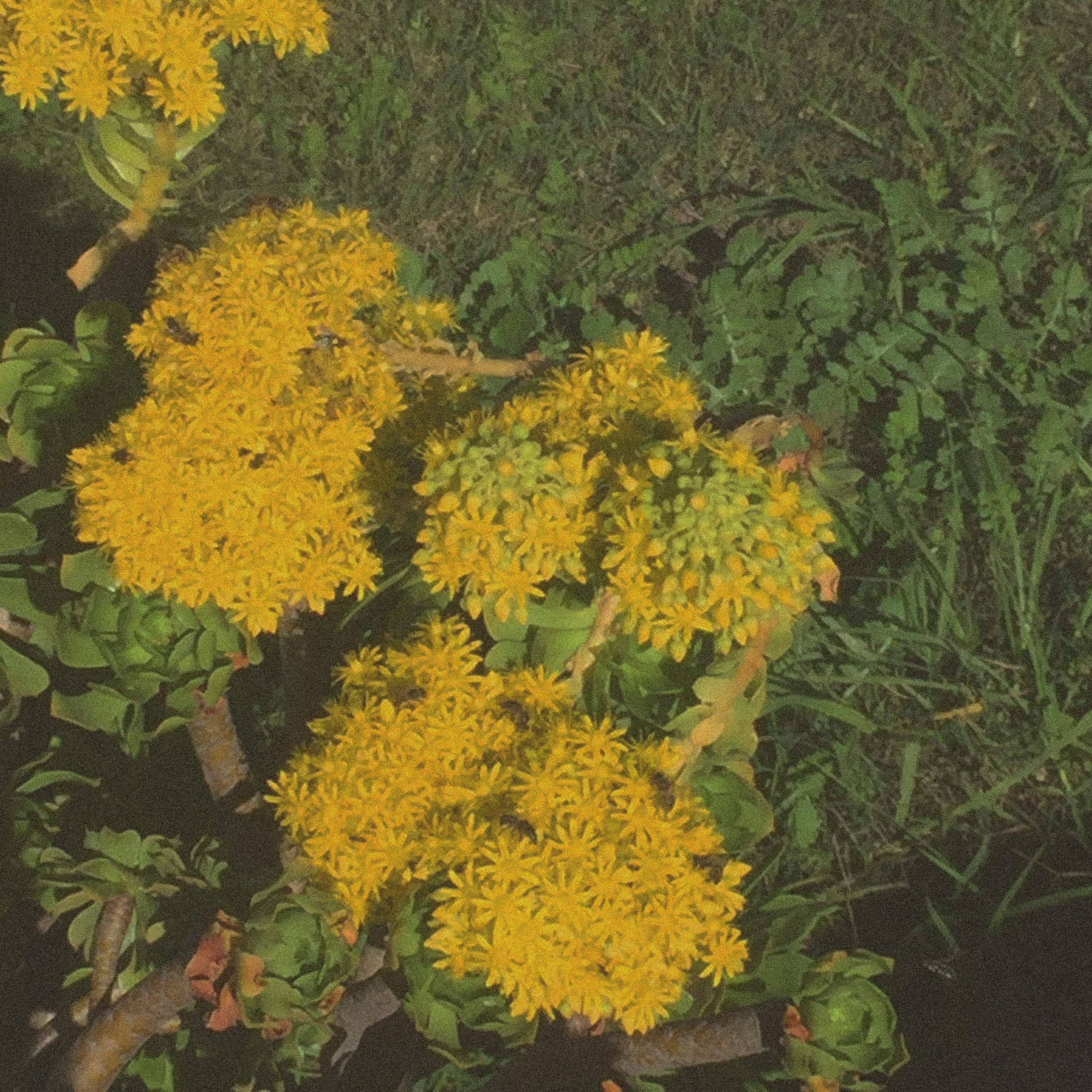 BEATLE // THE BEES - Single