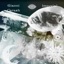 Imperial - Single