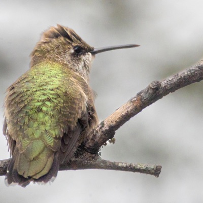 Gold Tonight - Single