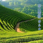 茶山情歌 (器乐曲)