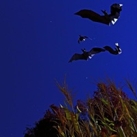 trials n tribulations (feat. Lonely Playboy) - Single - shelovesdiorrr