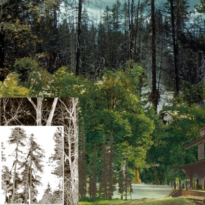 Feed The Trees (feat. in mazes, SaxSouljah, Kimiko & Nashelle) - Single