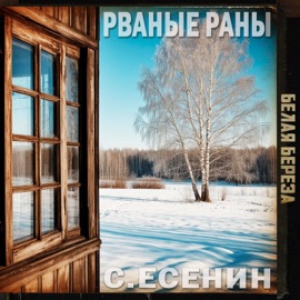 Белая берёза Рваные Раны