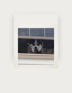 Ascolta For Ollie, guarda video musicali, leggi la biografia, vedi le date del tour & altro!