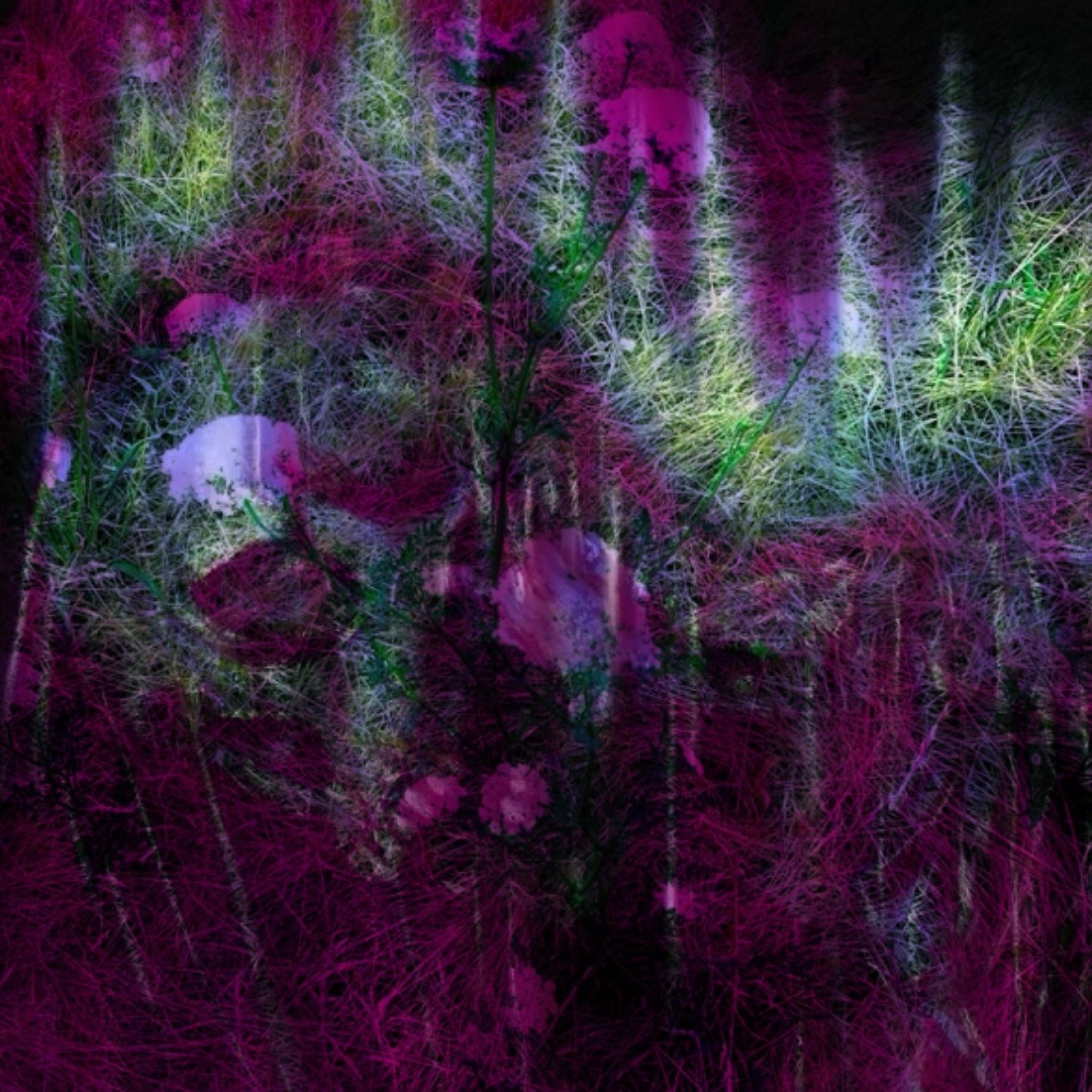 DEATH X PASSION NEAR THE CANADIAN BORDER - EP