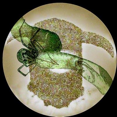 #feverdream - Single