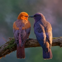 Ékip - Single - Van'Danh