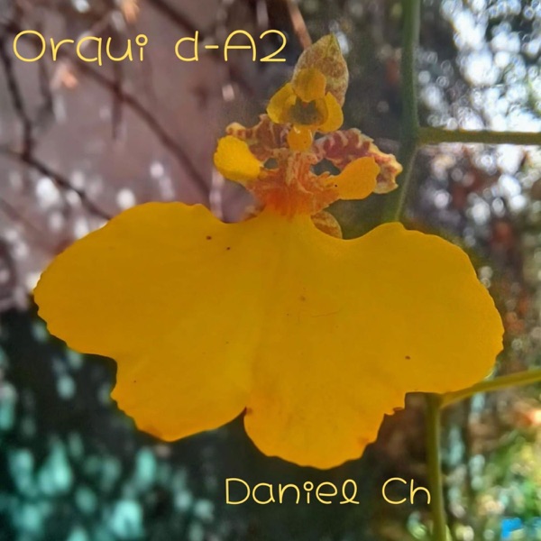 Orqui d-A2