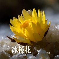 冰棱花 - Single - 钟离