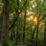 Magnificent Forest - Single