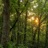 Magnificent Forest