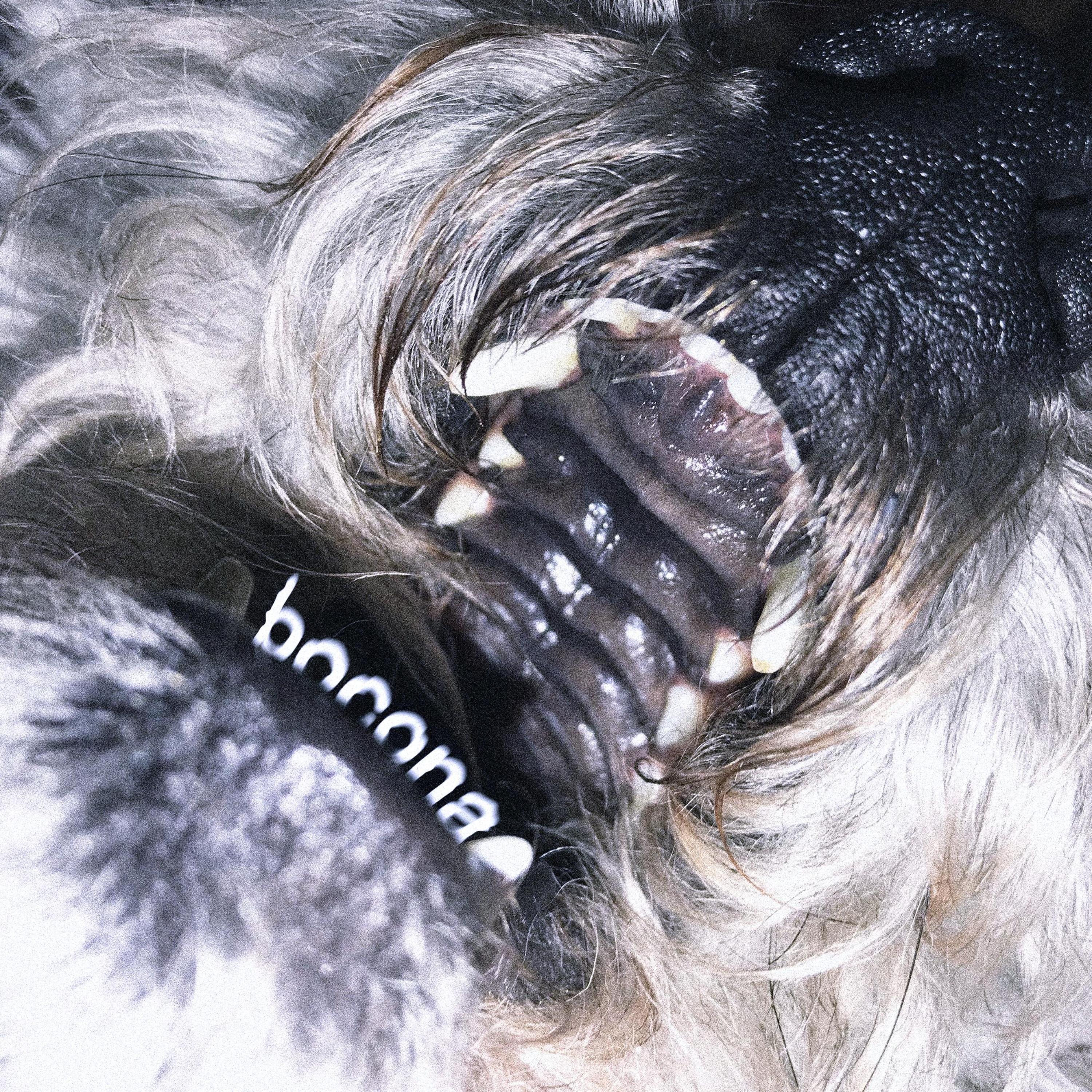 Bocona - Single