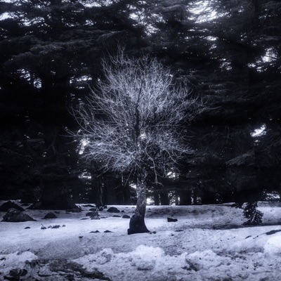 NORTHDANGE - Single