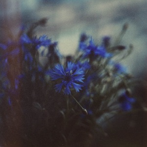 Nightflowers