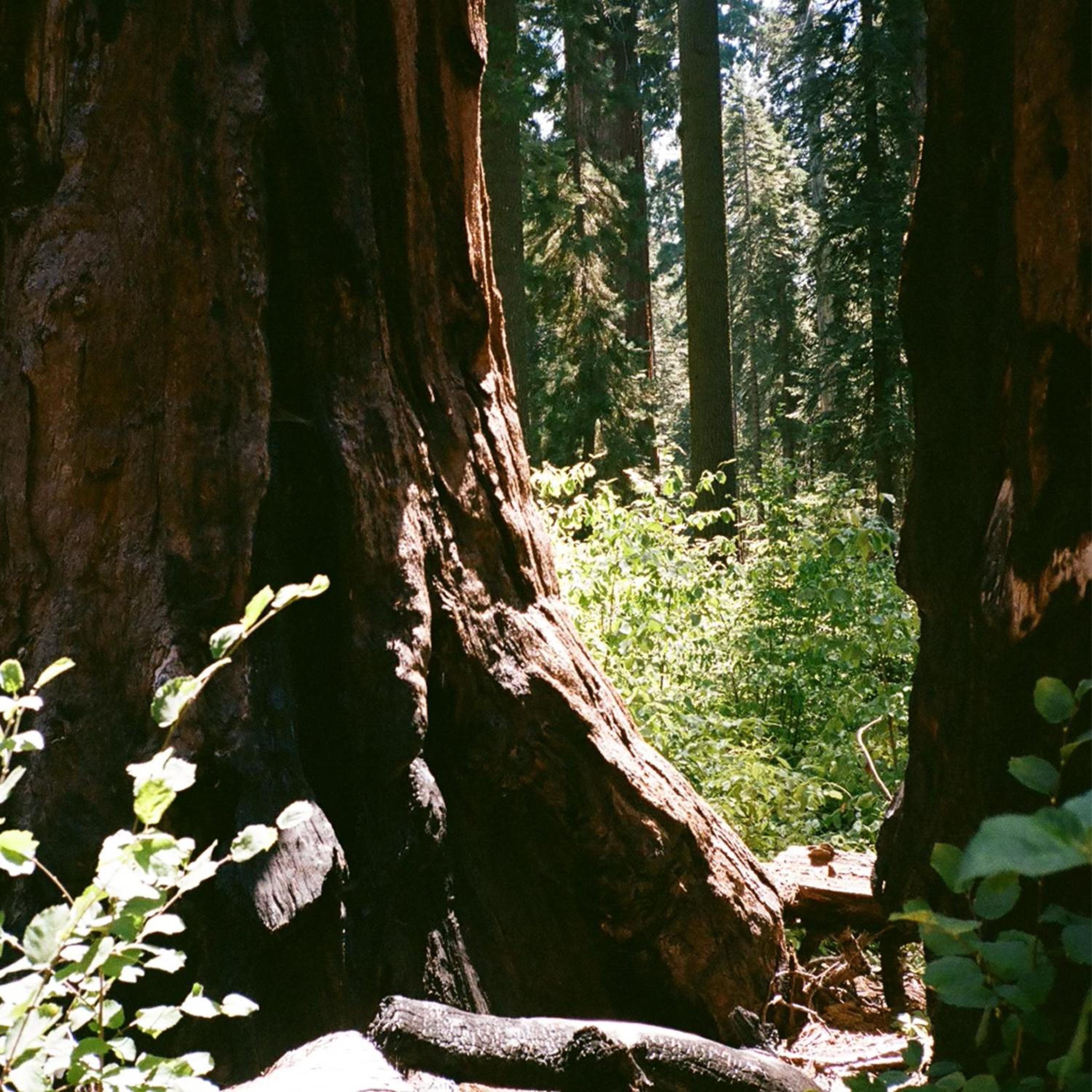 Every Word (Demo) - Single