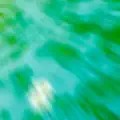 Pistia