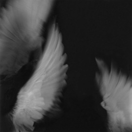 hanging by a thread AkiraDoves & JoshIGuess