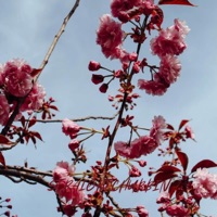 Magic - Single - STRAIGHTCHUBBIN