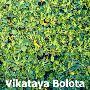 Vikataya Bolota