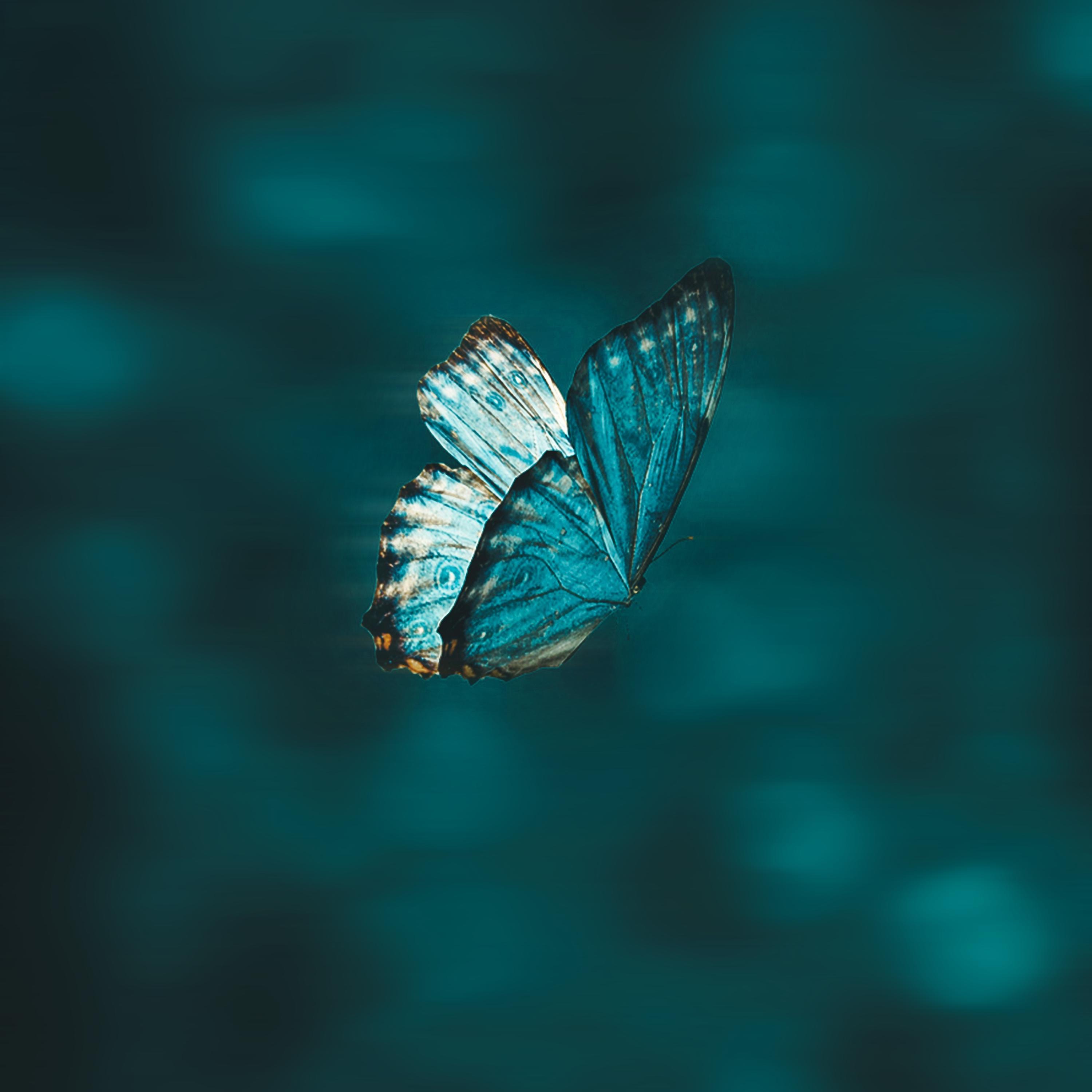 Defeated By A Butterfly - Single