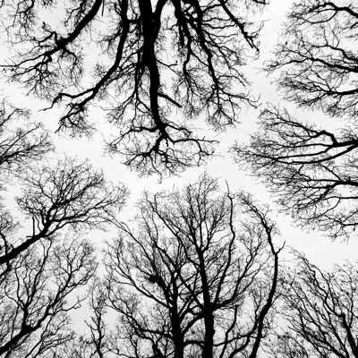 Burnt Leaves - EP