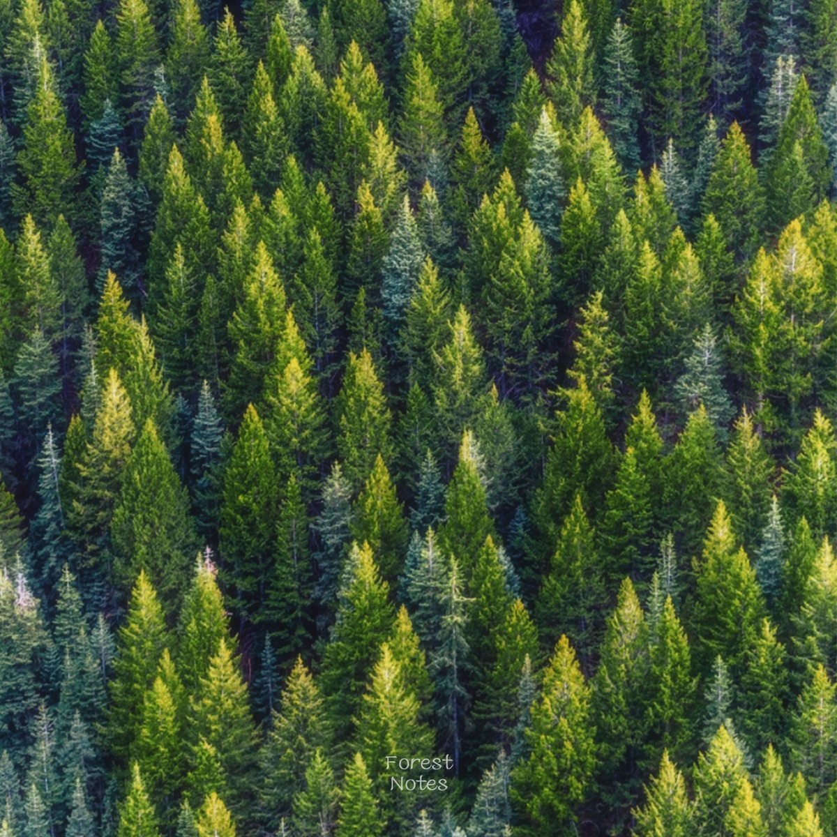 Ju Yein - Just the Way It Is (Joo Yeahin X Forest Notes) - Single (2025) [iTunes Plus AAC M4A]-新房子