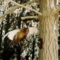 Birdsong — Willy Delphia