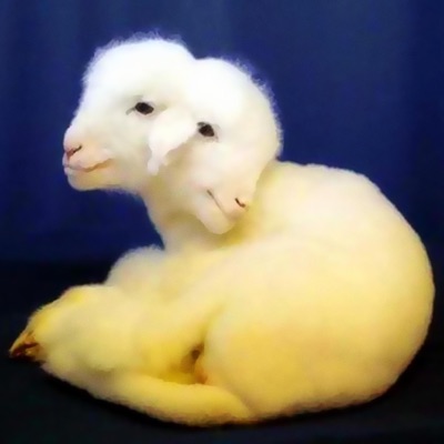 SHEEP SKIN - Single