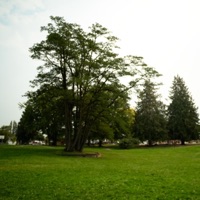 Othello Park - Paper Son