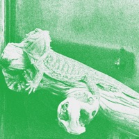 lizard theme - Single - zennan