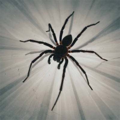 The Spider - Single