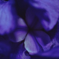 butterfly pea flower - Single - pajama boy