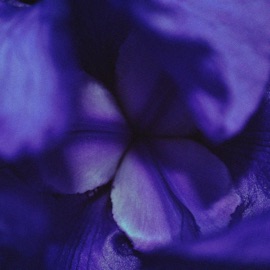 butterfly pea flower pajama boy