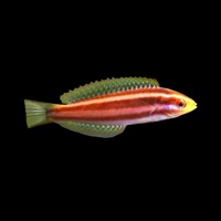 Wrasse - Single - OXIS