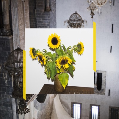 Tournesol interdit