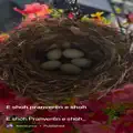 E shoh pranverën e shoh