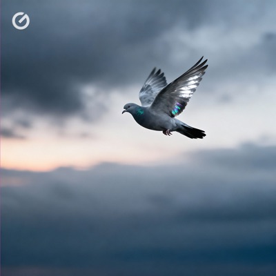 Gray Dove - Single